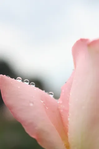 雨粒を纏う、儚げな花びら