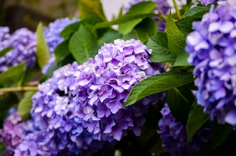 紫陽花、色づく季節の誘い