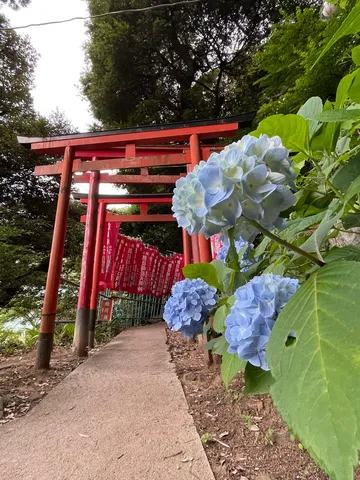紫陽花と朱色の鳥居、梅雨の参道