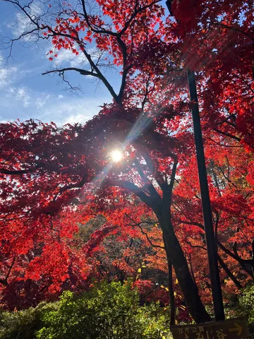 紅葉がほどく光の束