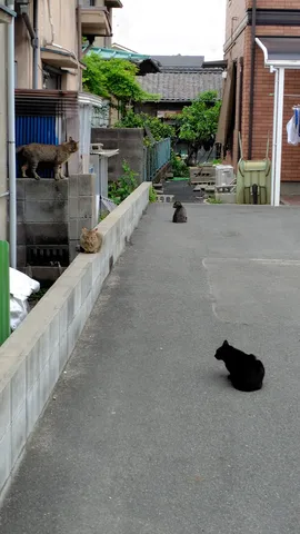 我関せず、猫たちの時間