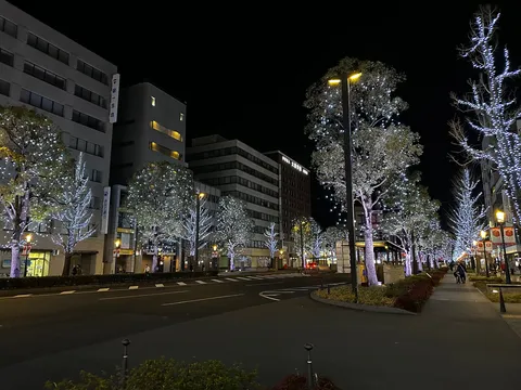 夜の街路樹に光が踊る