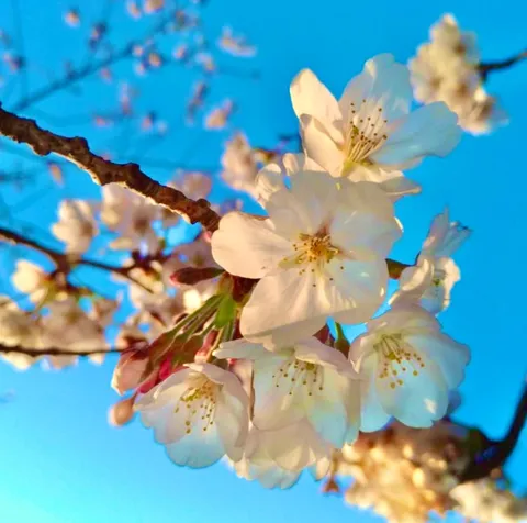 青空に舞う、桜色の夢