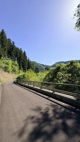深緑の道、光と影の舞