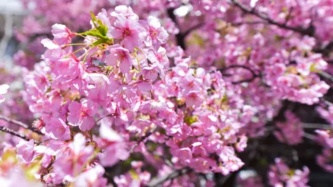 春を告げる、淡いピンクの絨毯