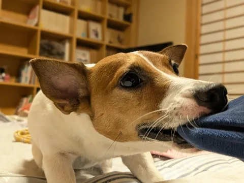布をくわえる犬の好奇心