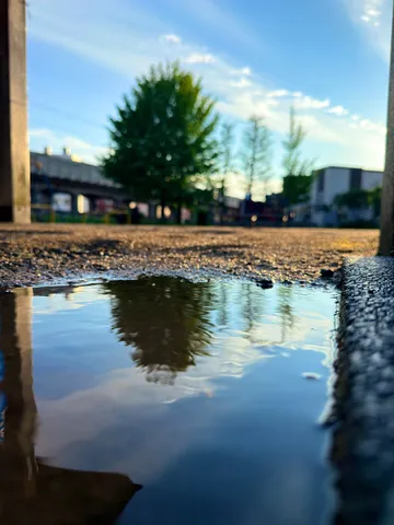 水たまりに映る空と木々