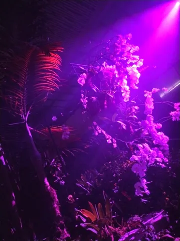紫に染まる妖艶な熱帯夜