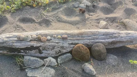 砂浜の流木と貝の小宇宙