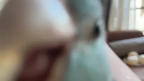いたずらインコ