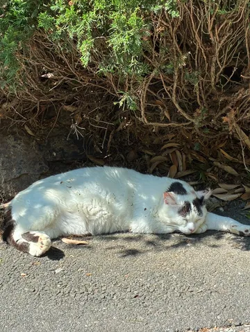 夏の日差しと猫の昼寝