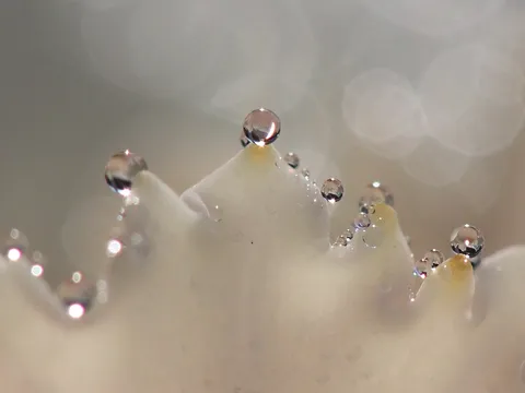 霜の宝石が並ぶ朝