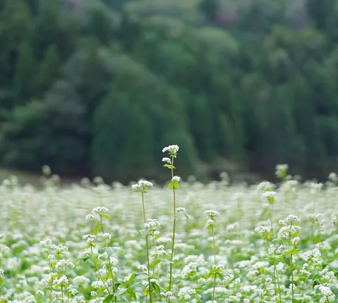 白い花が揺れる草原の静けさ