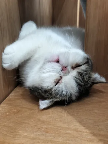 おやすみ、丸くなっちゃう寝姿