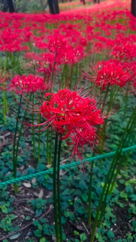 赤の風が咲く野の花畑