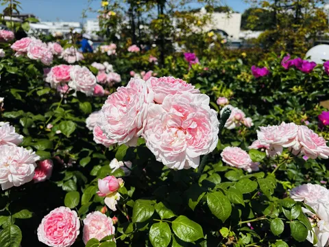 陽光に輝く華やかなピンクのバラ