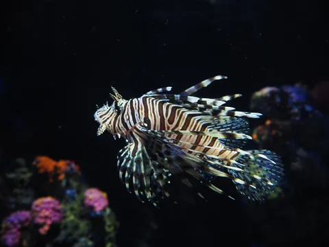 海の縞模様の詩