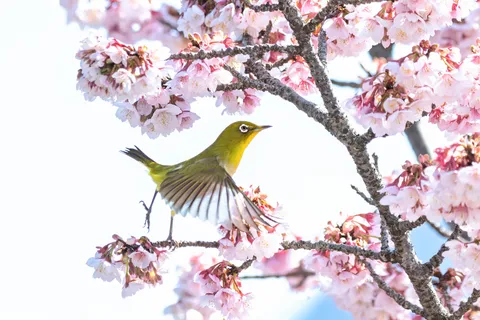 桜枝にぴょん！とメジロ