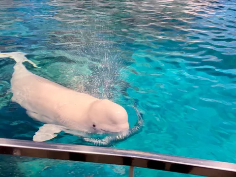 水しぶきあげるベルーガの躍動感
