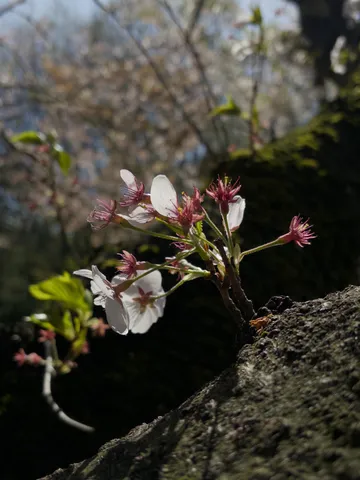 木肌に咲く、春の可憐な息吹