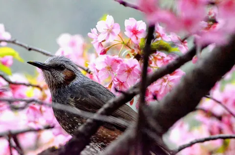 桜と小鳥の息吹