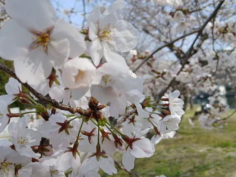 春の訪れ、淡く優しい桜色合い