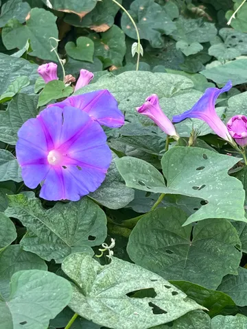 色づく朝顔、夏の気配