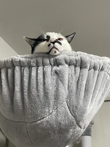 見守る猫、その視線の先は？