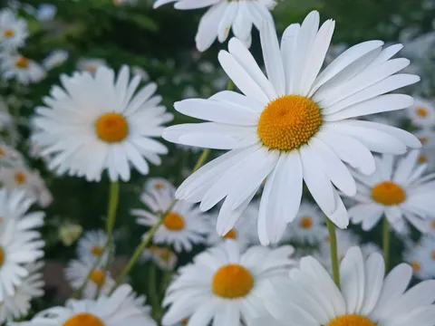 白い花畑のさわやかさ
