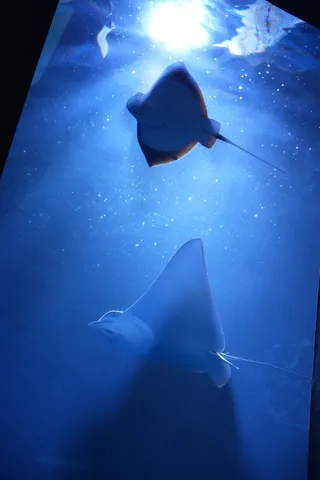 深海に舞う、神秘の光景