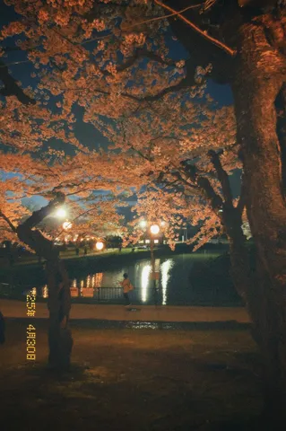 夜桜と水面の光のコントラスト