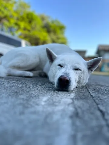 昼下がりの眠り犬
