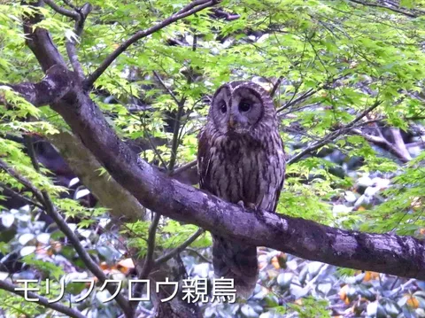 新緑の枝先を見守る瞳