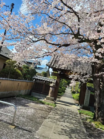 桜の門前、静かな路