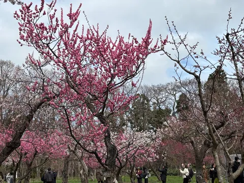 春を彩る、ピンクの華