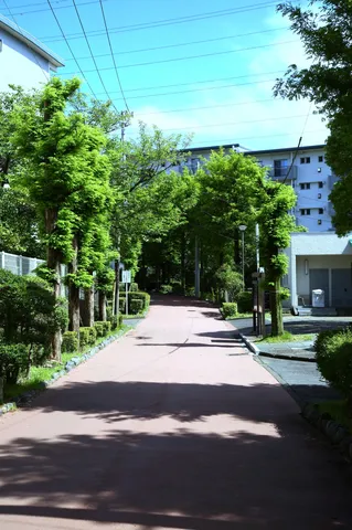 新緑の小道、光と影のコントラスト