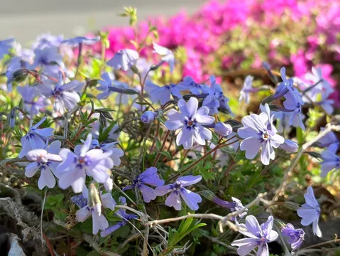 春の訪れ、淡い青の絨毯