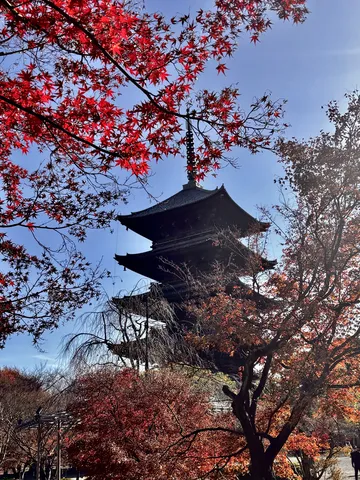 燃える紅葉と古刹の趣
