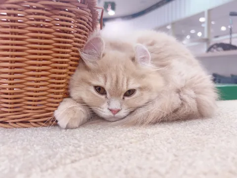 バスケットに隠れる、ふわもこ子猫