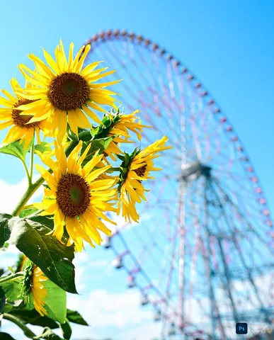 夏空に咲くひまわりと観覧車
