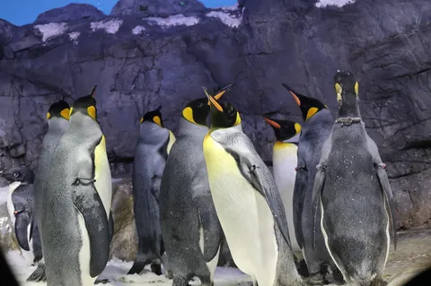 ペンギンたちの集会？