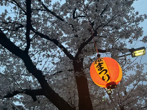 宵闇に浮かぶ桜と灯り
