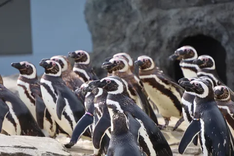 ペンギンたちの集会？