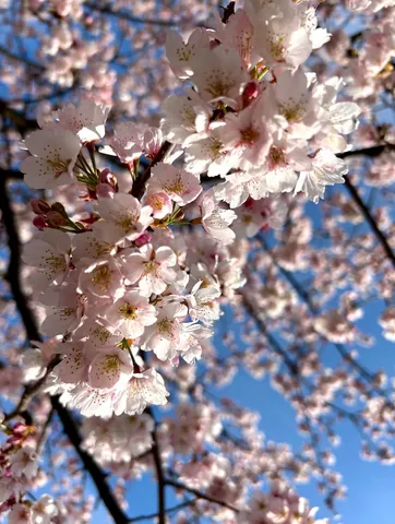 春の陽光、淡い桜の息吹