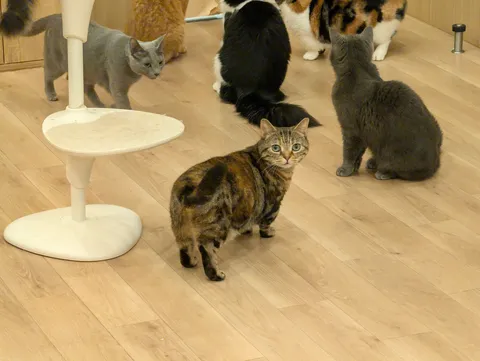 猫たちの集会？