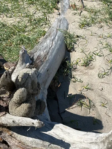 流木とテディベア、砂浜の静寂