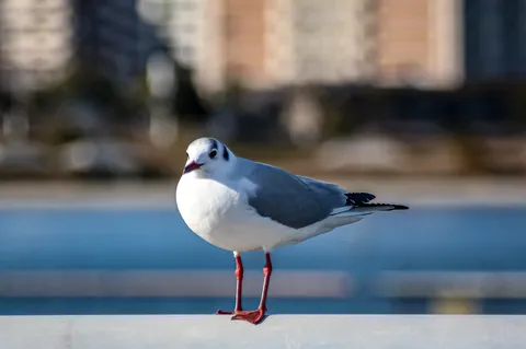 鮮やかな足元、水辺の旅人