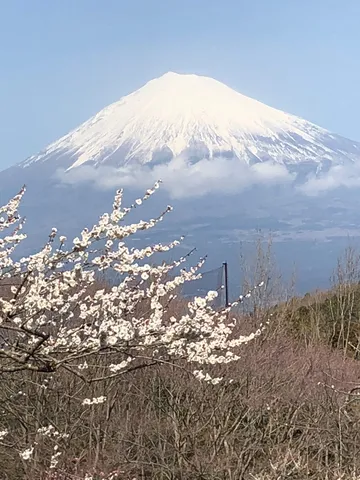 雪化粧の富士と春の訪れ