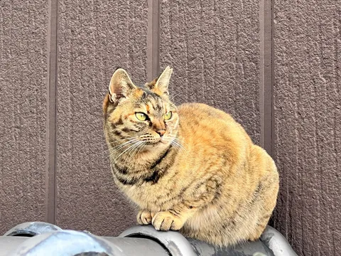 風格漂う猫様、次の指示を待つ