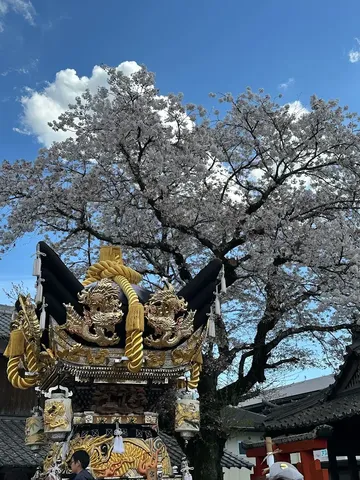 桜と絢爛な祭りの山車